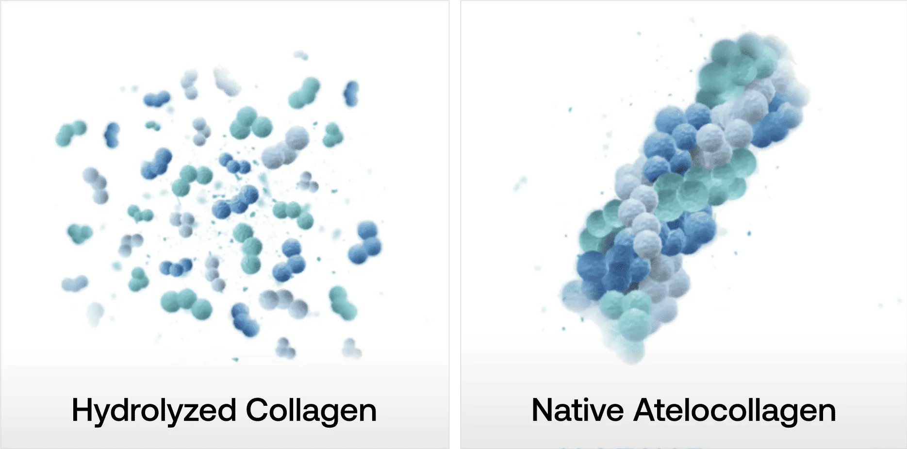Native atelocollageen structuur
