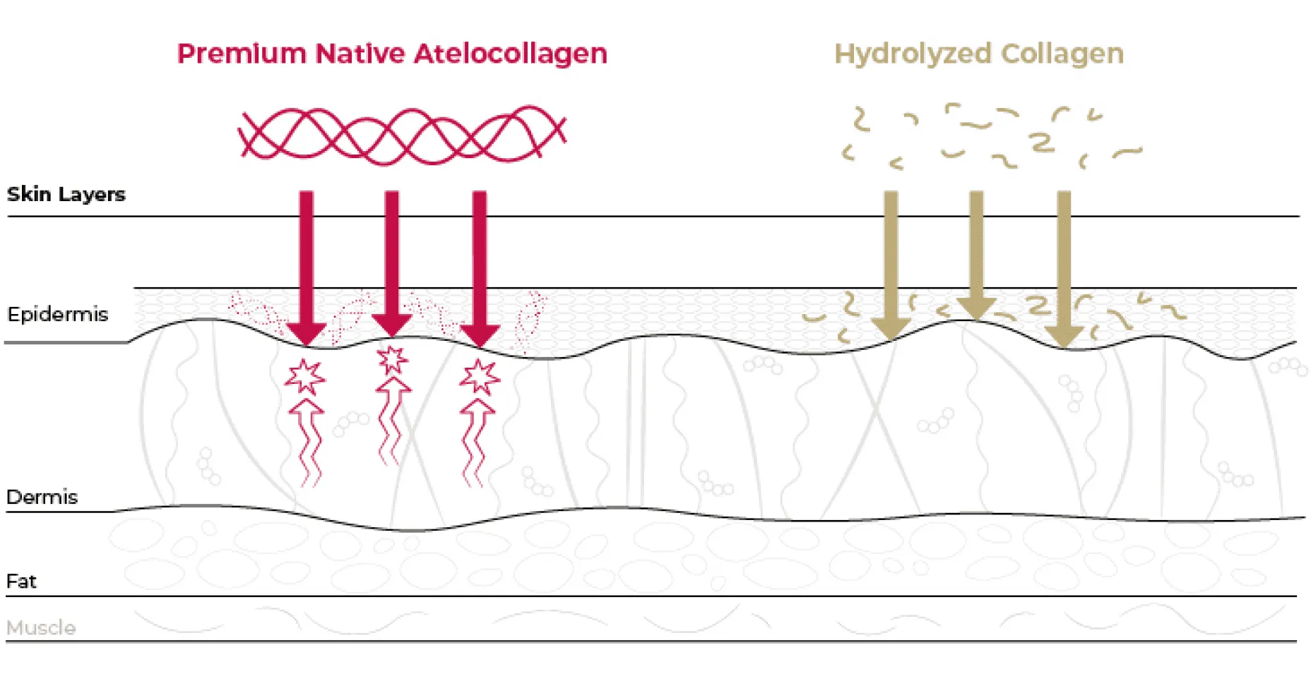 Voordelen native atelocollageen