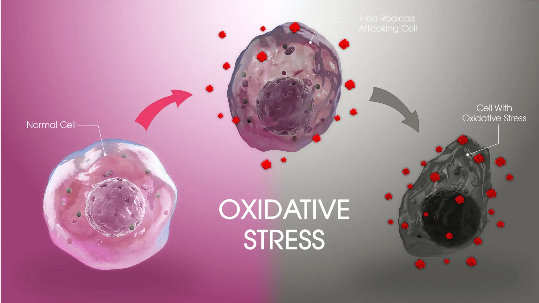 Probleem 3: Oxidatieve stress